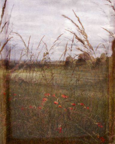 Coquelicots